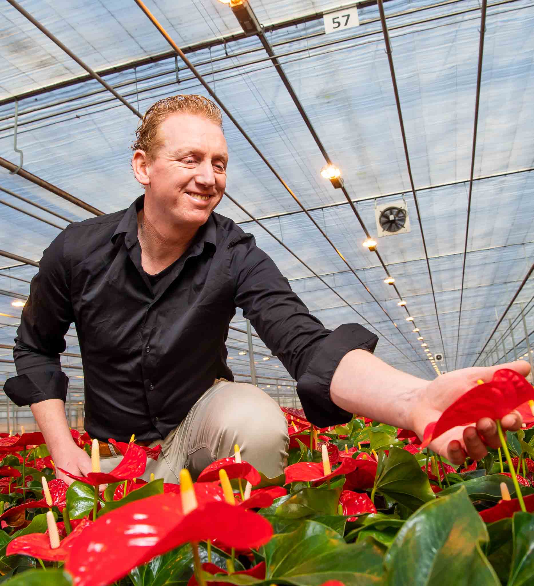 FlorXL Anthuriums