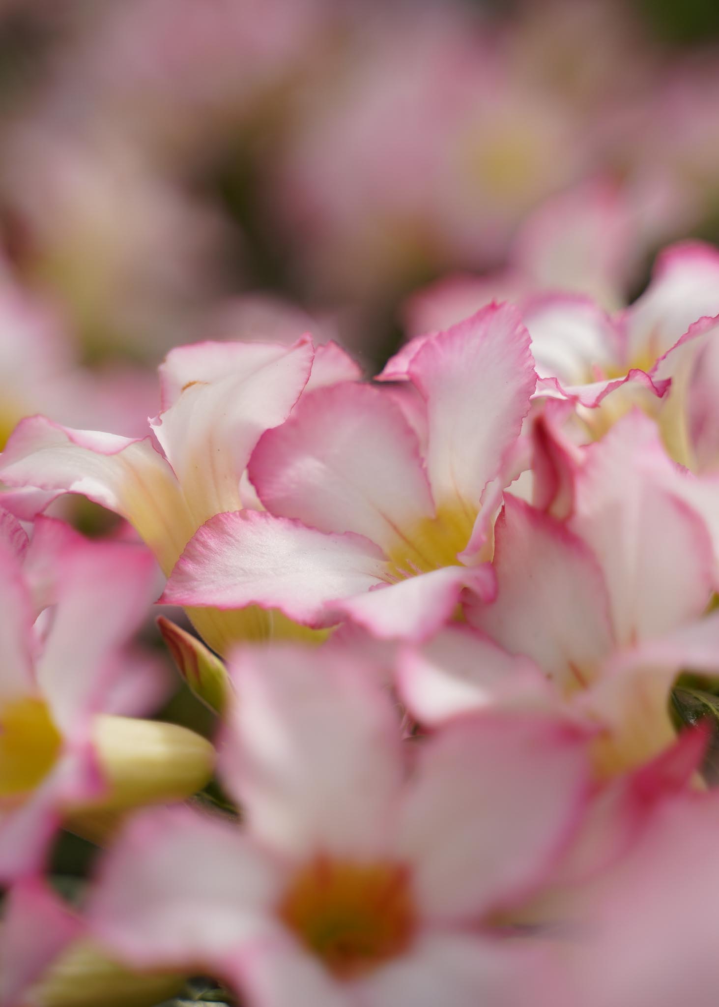 Woestijnroos (Adenium) met roze bloemen van kweker Richplant