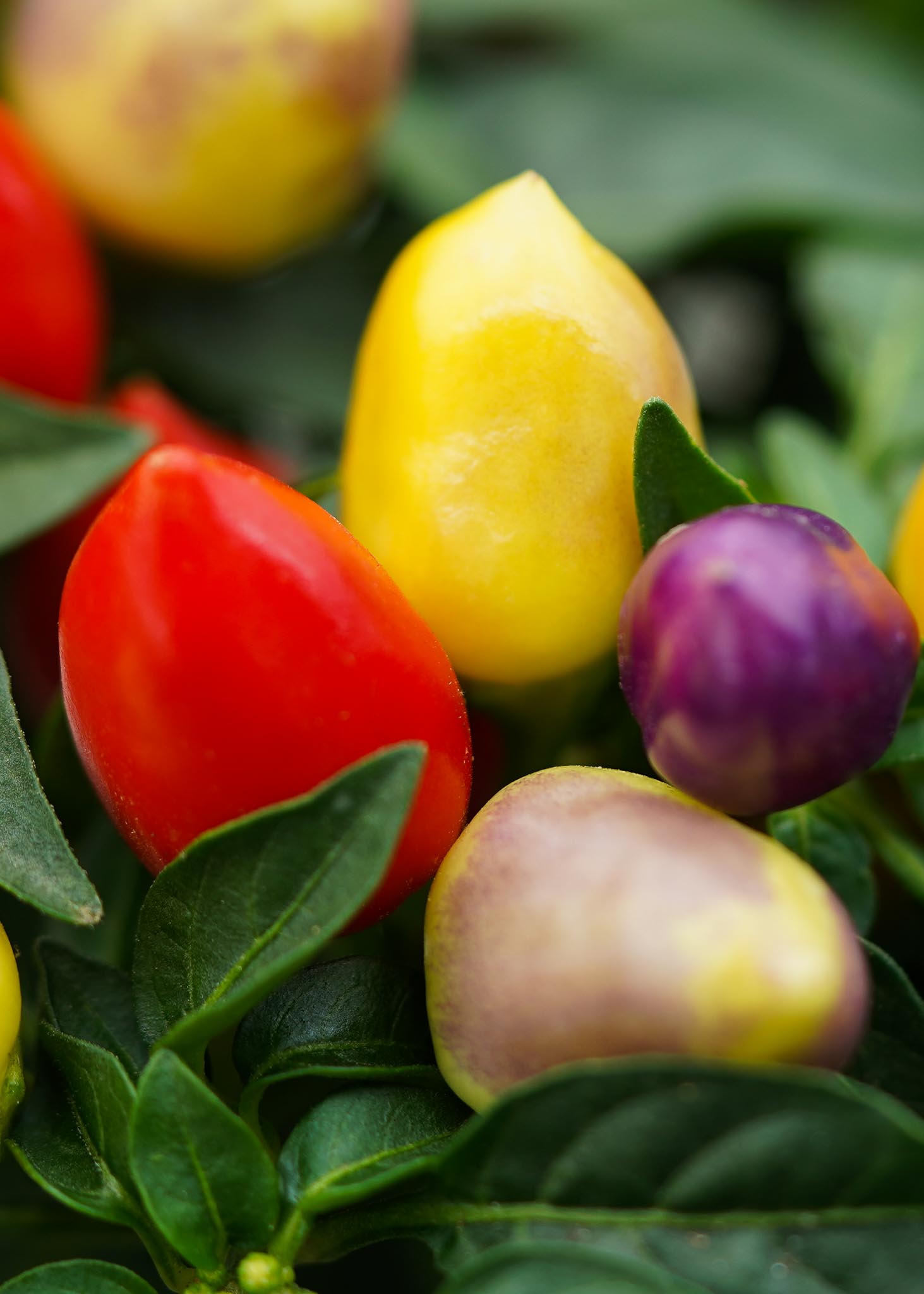 Capsicum Van den Berg