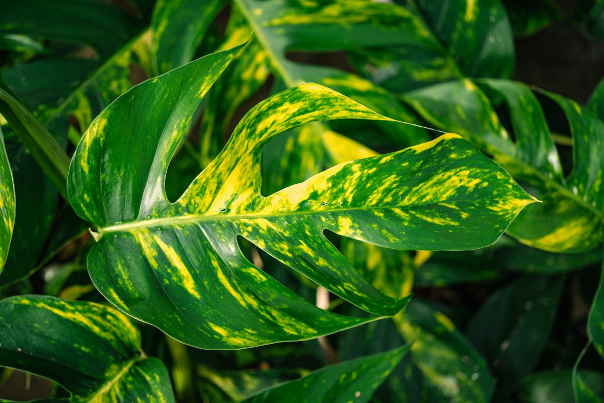 Decorum Epipremnum Goldfinger