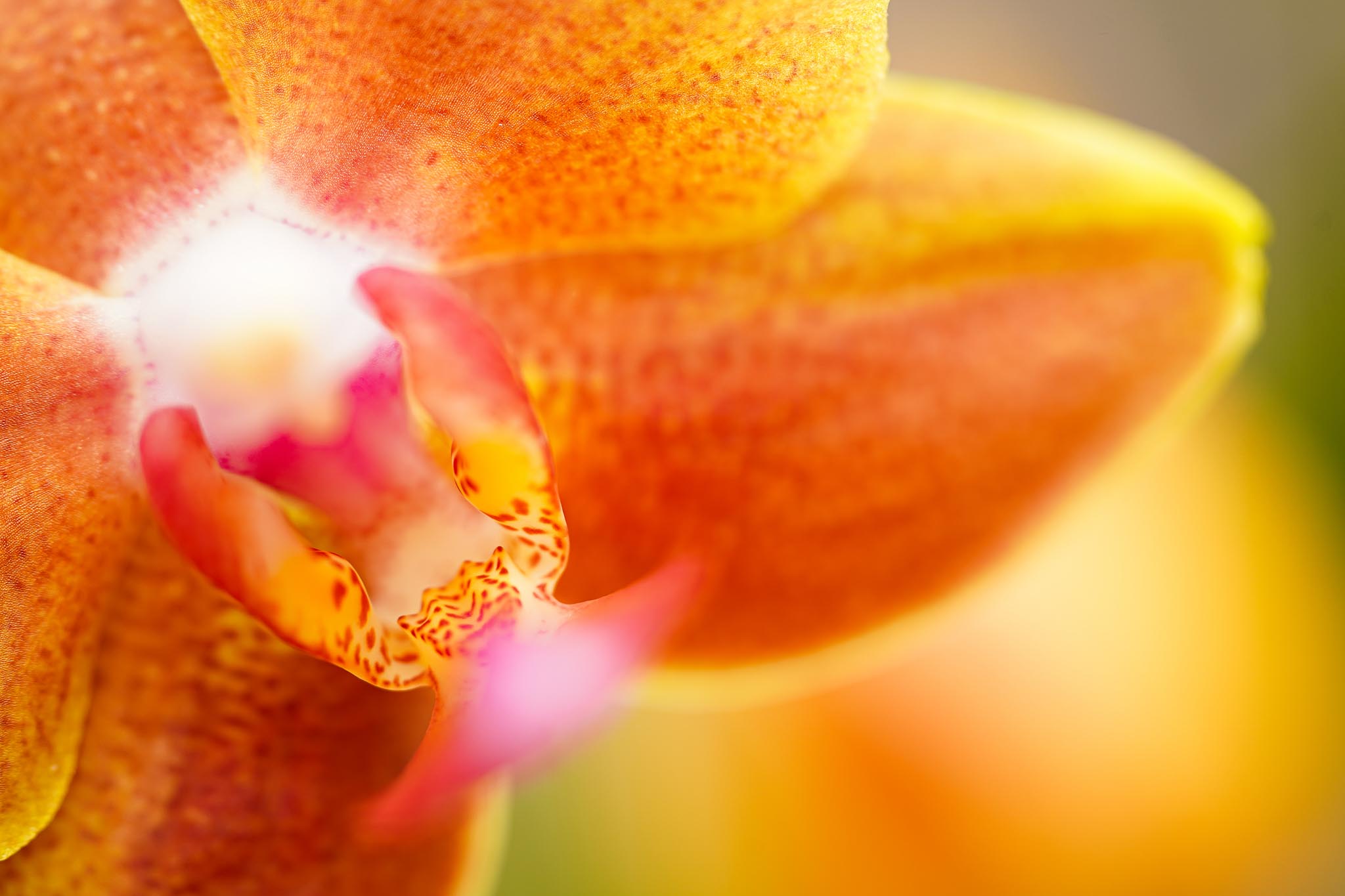 Gele Phalaenopsis Decorum