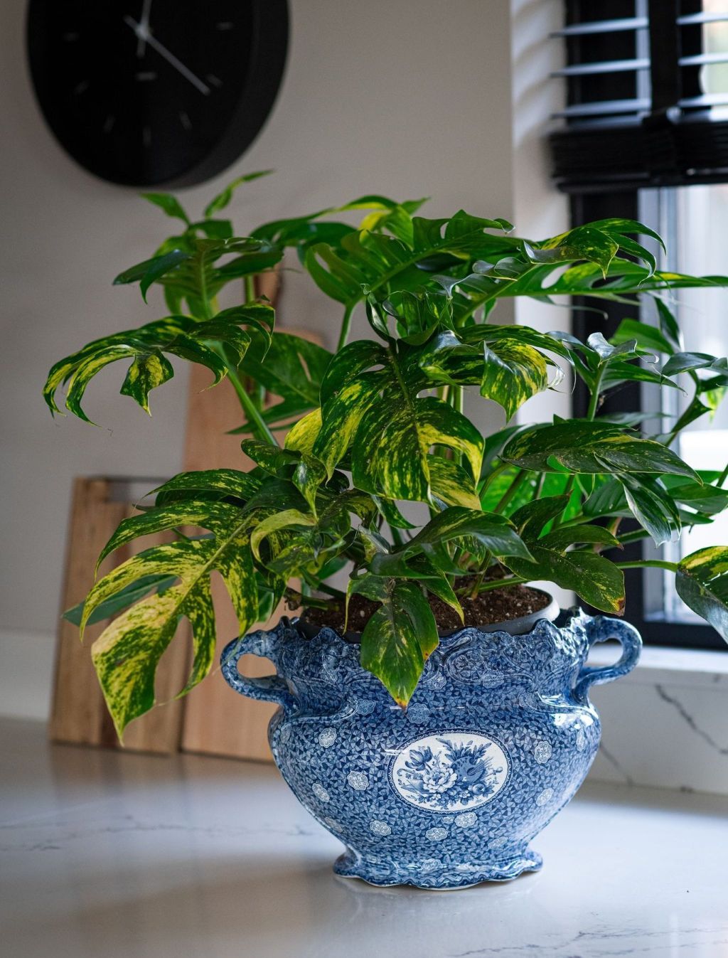 Epipremnum Goldfinger Decorum