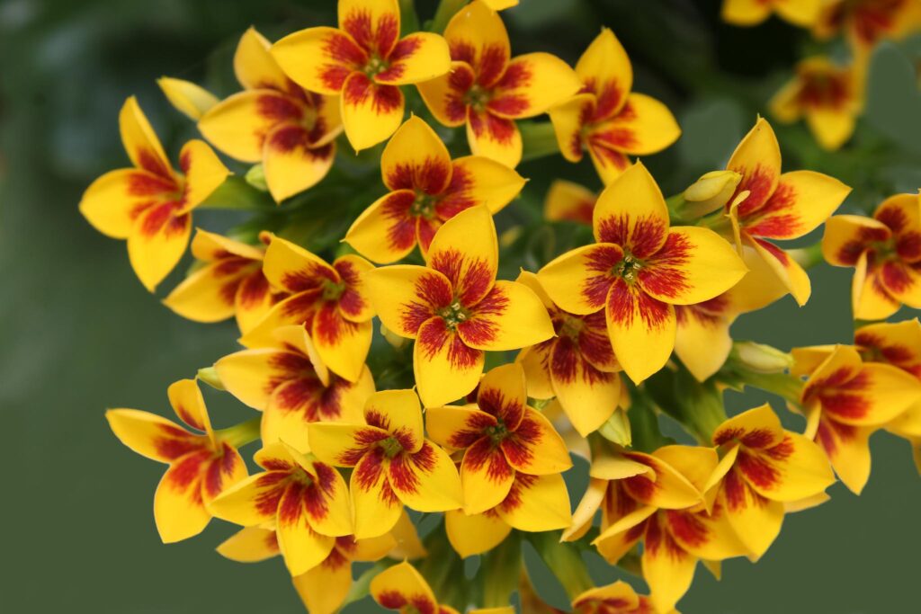 Kalanchoë Slijkerman Decorum