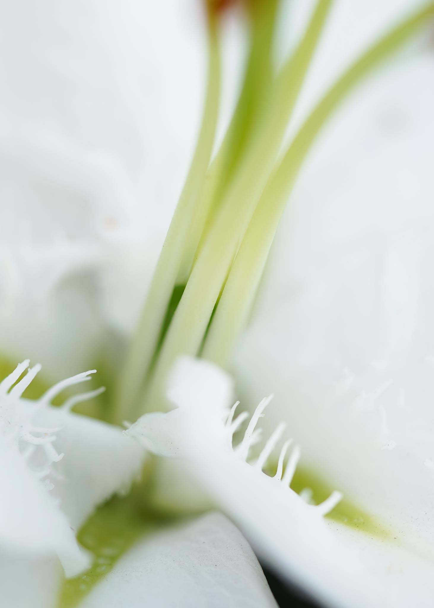 Lilium Oriental wit van Schie