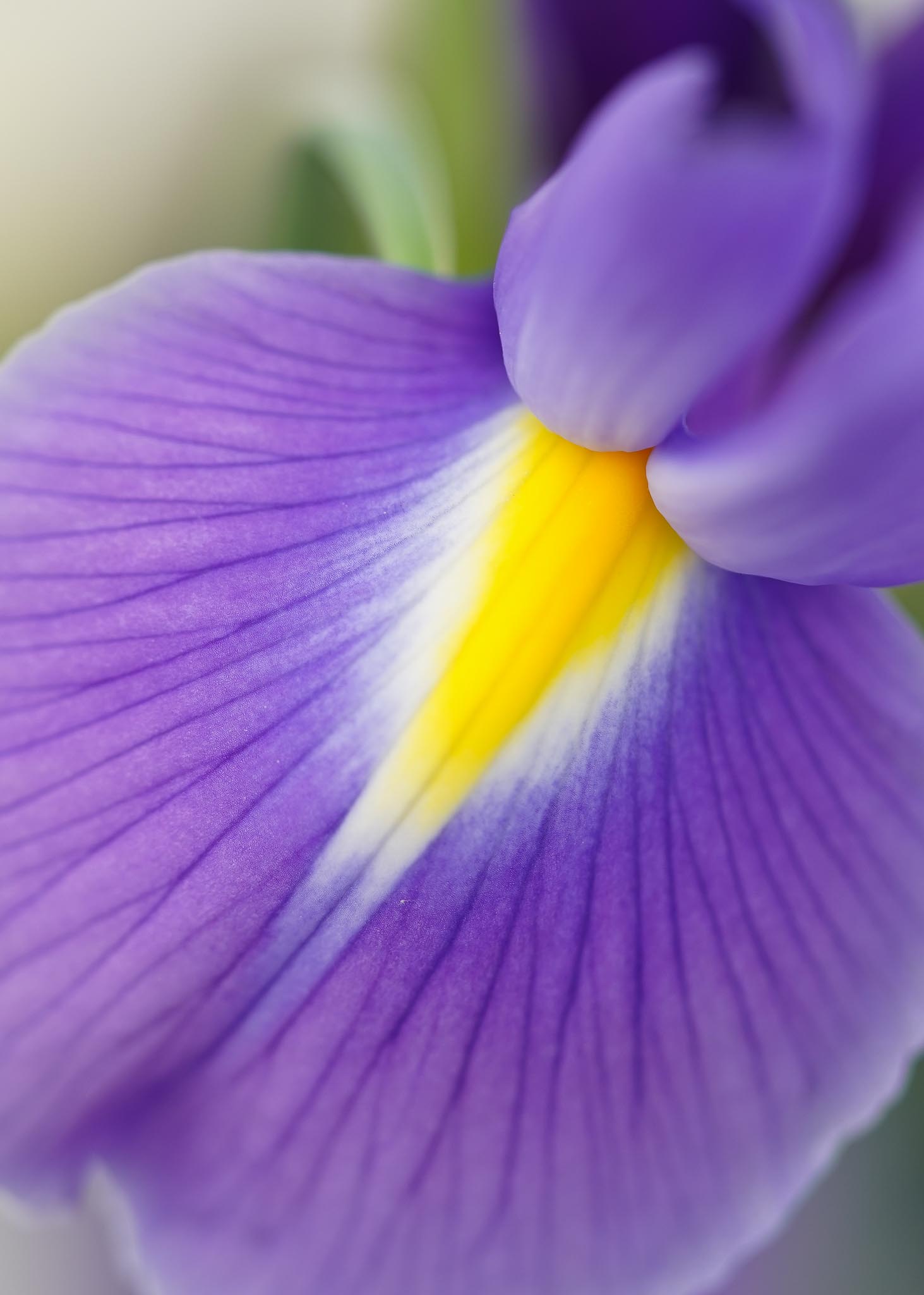 Middenweg Flowers Iris