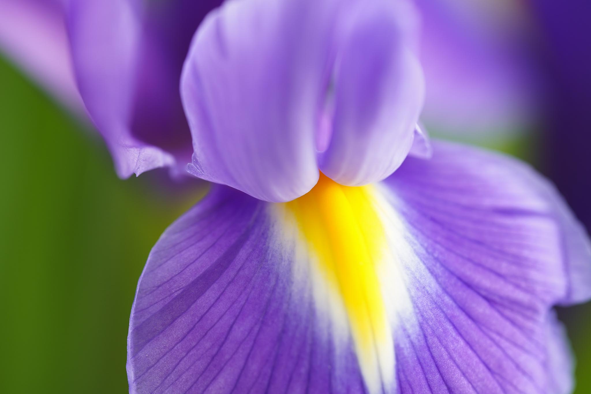 Middenweg Flowers Iris