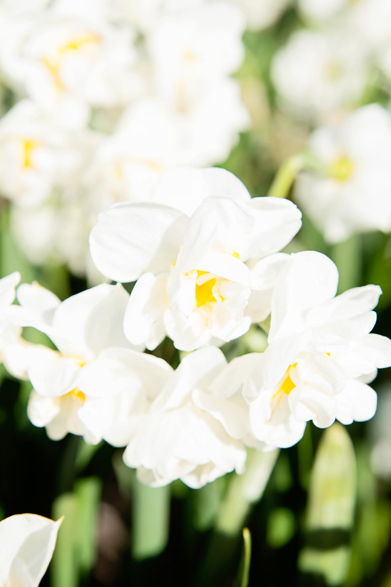 Narcissus Hogervorst