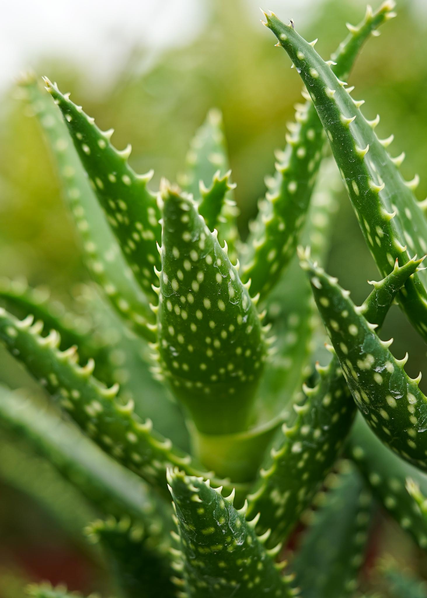 Nederpel Succulenten Aloe concinna
