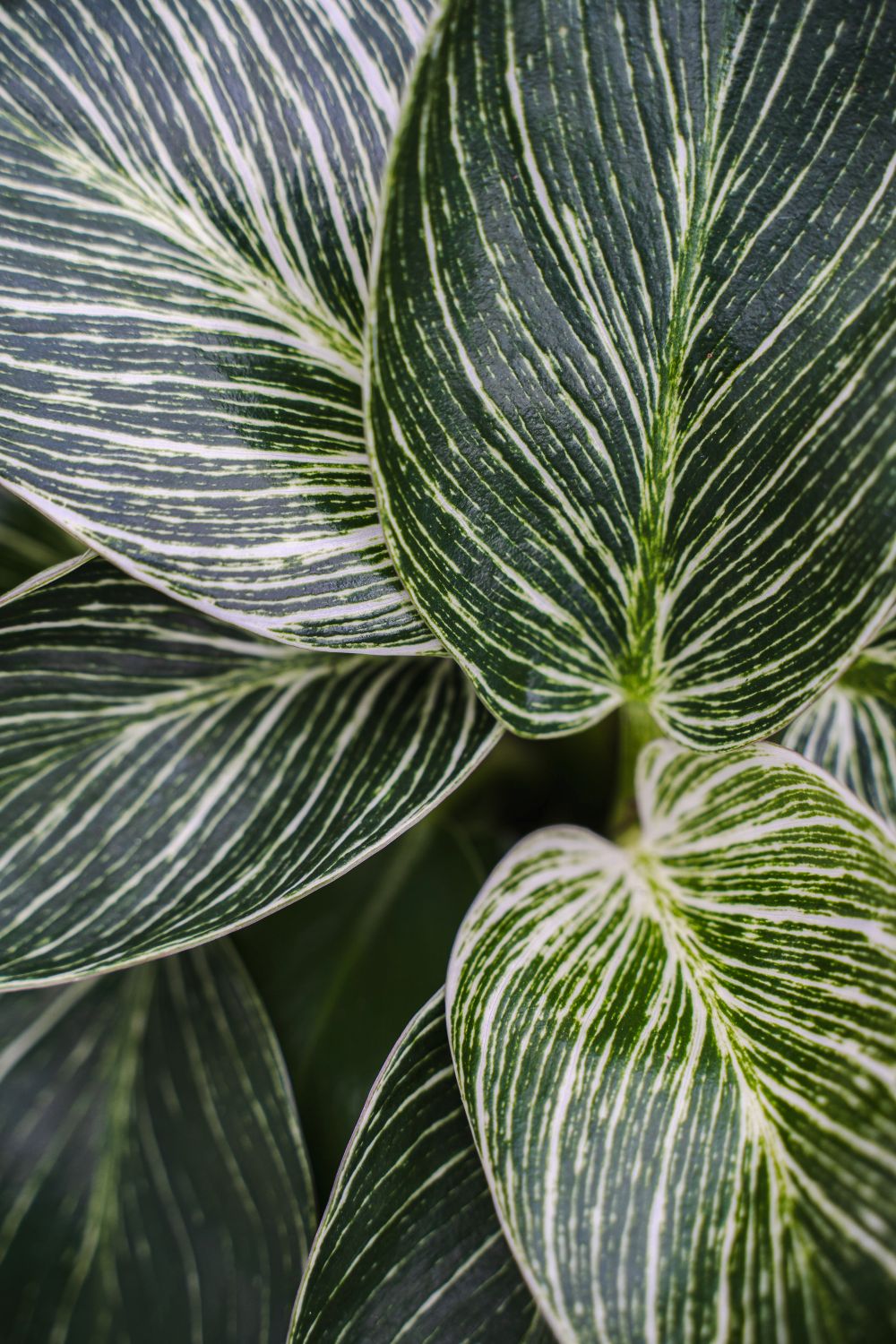 Philodendron