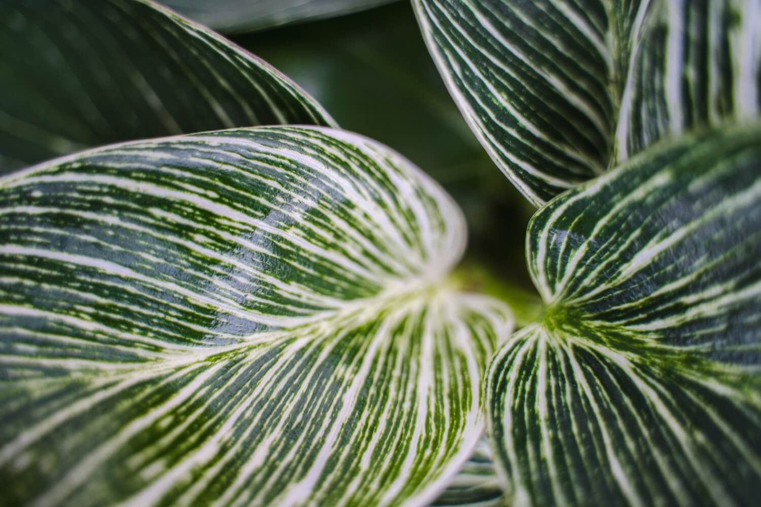 Philodendron plant