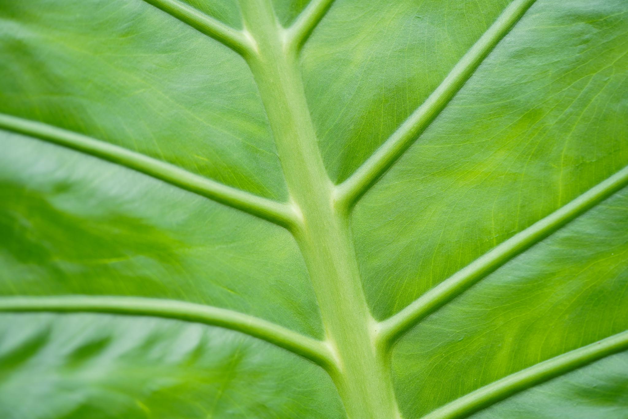 Alocasia Richplant