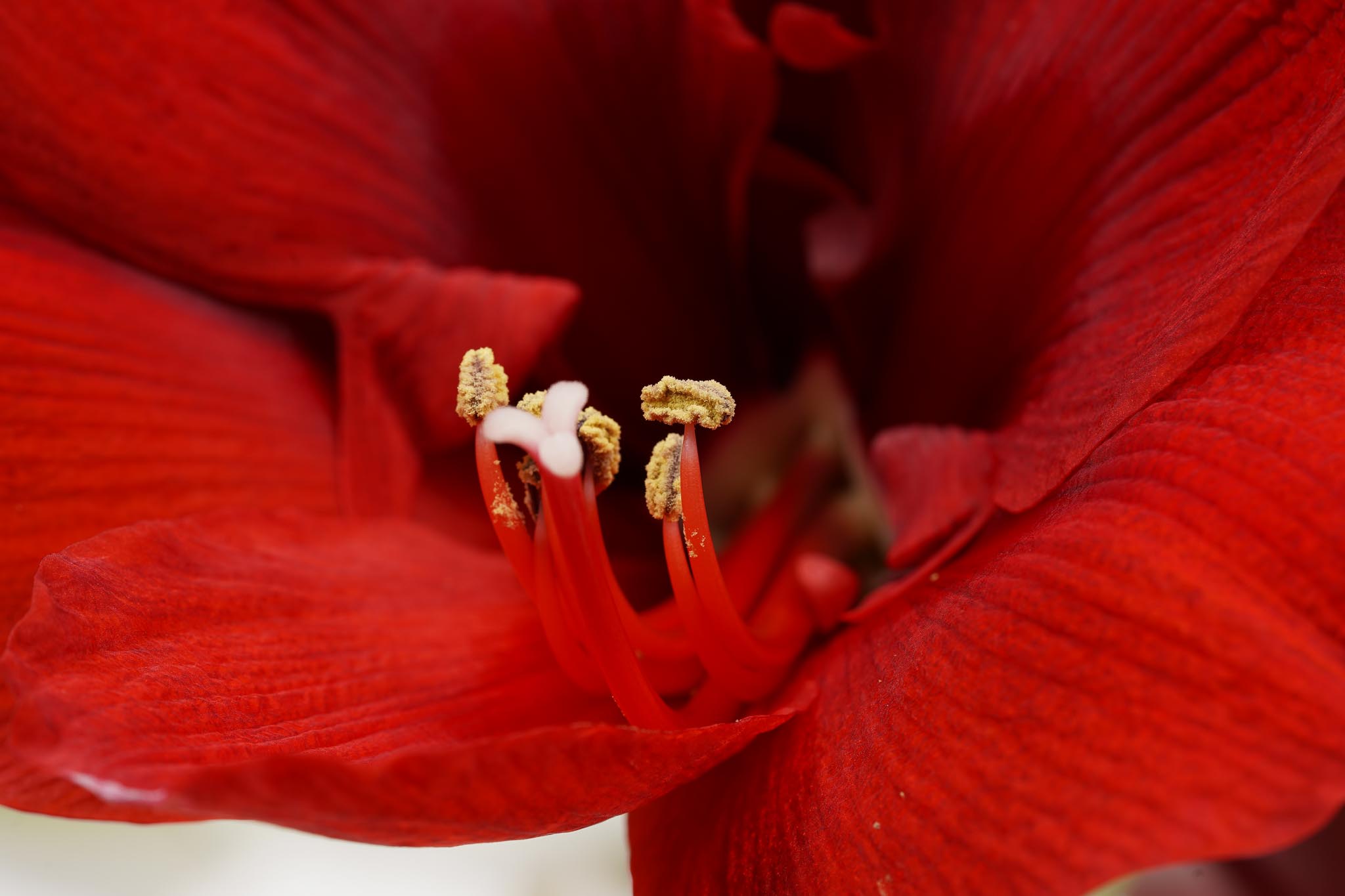 Vreugdenhil Amaryllis