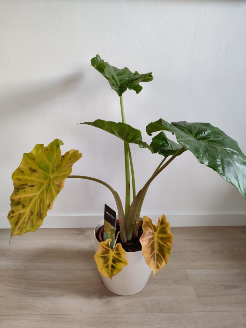 Alocasia (Olifantsoor) Tips van de kweker Decorum