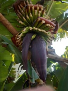 musa-met-bananen bananenplant bananenboom decorum