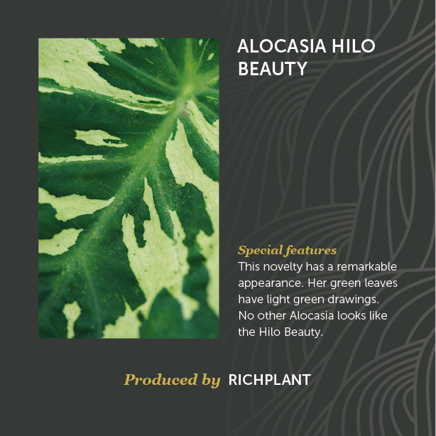 Alocasia Hilo Beauty