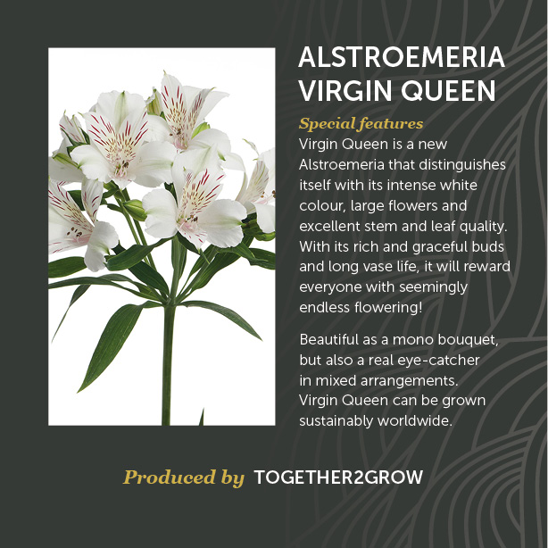 Alstroemeria Virgin Queen