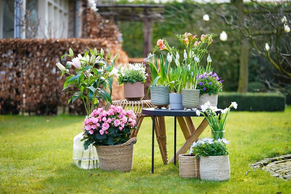 Breed Decorum assortiment bloemen en planten