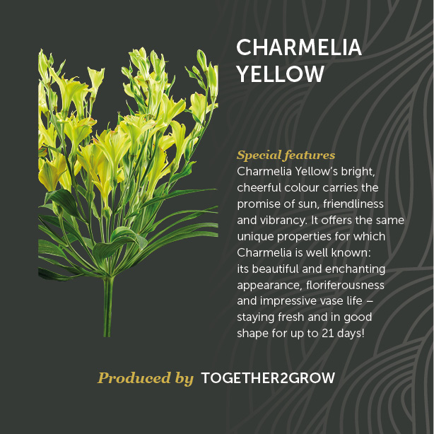 Charmelia Yellow