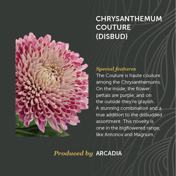 Chrysanthemum Couture (Disbud)