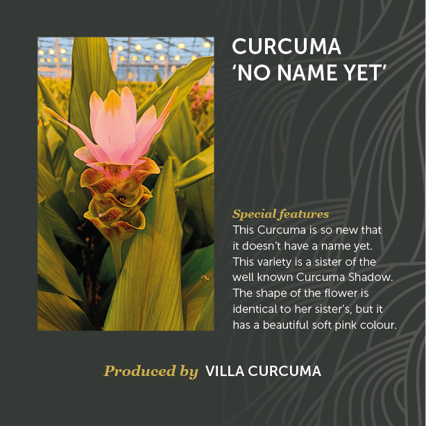 Curcuma 'No Name Yet'