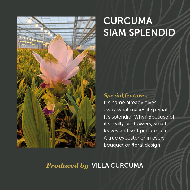 Curcuma Siam Splendid
