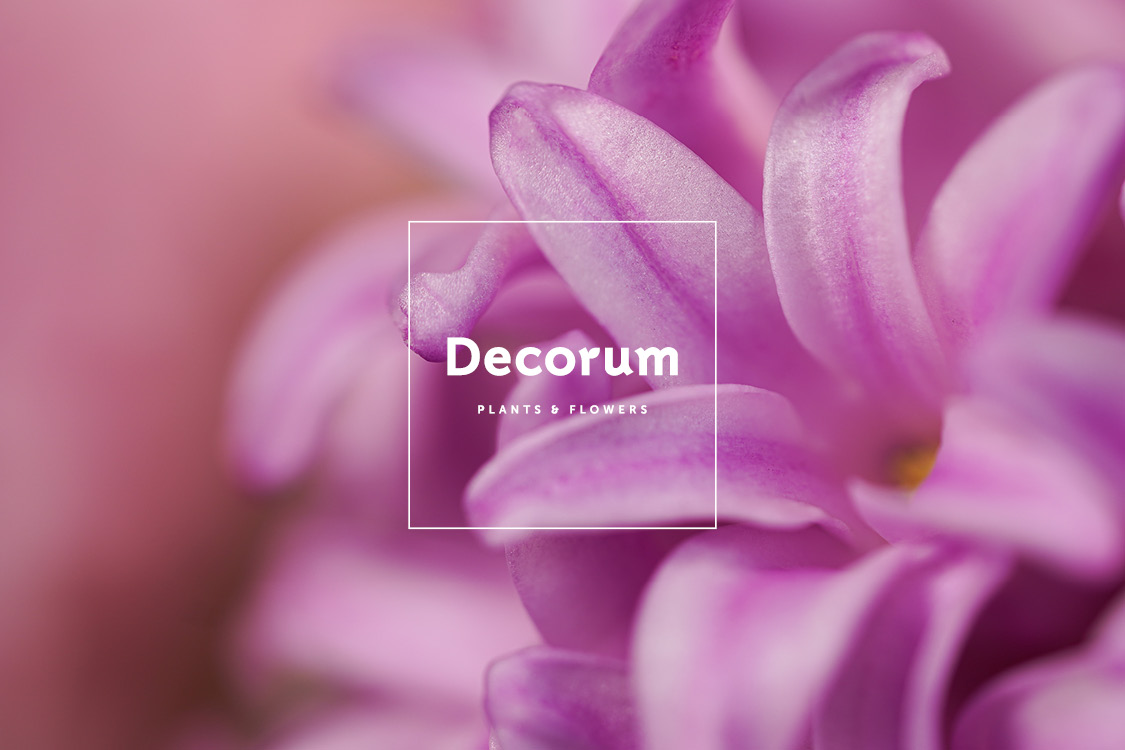 Decorum plants & flowers
