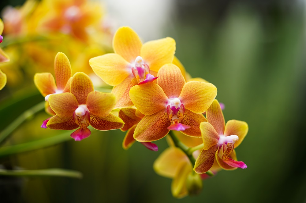 Decorum kwaliteit bloemen en planten