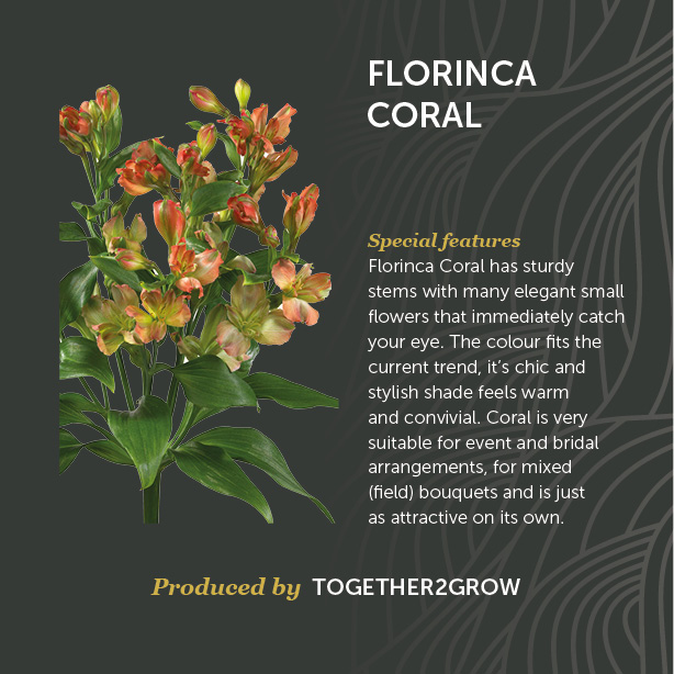 Florinca Coral
