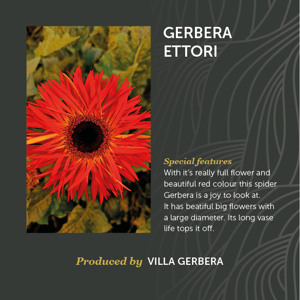 Gerbera Ettori