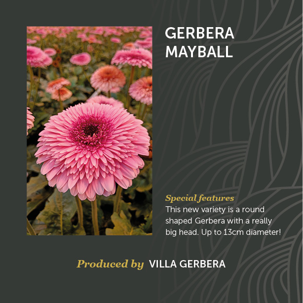 Gerbera Mayball