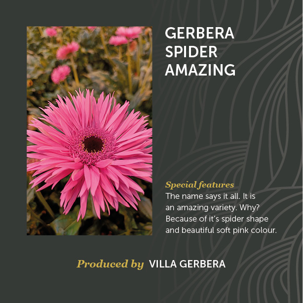 Gerbera Spider Amazing