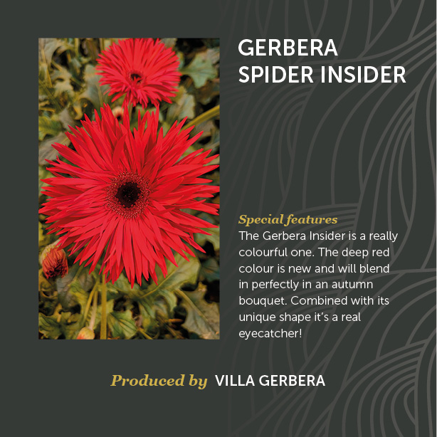 Gerbera Spider Insider