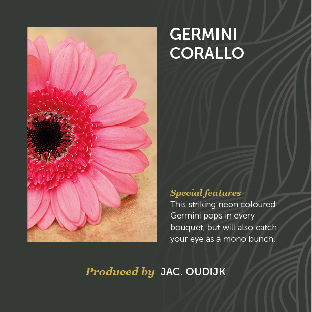Germini Corallo