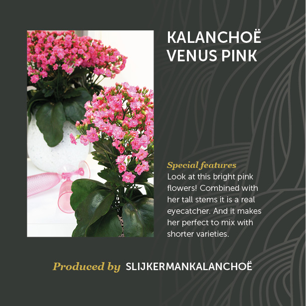Kalanchoë Venus Pink