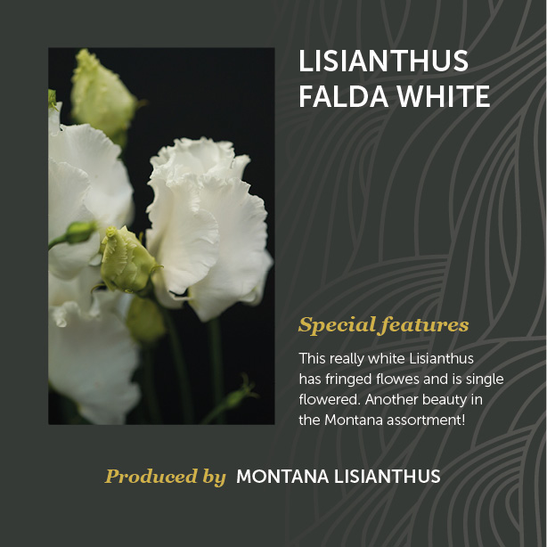 Lisianthus Falda White
