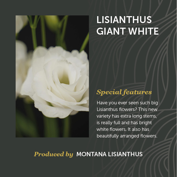 Lisianthus Giant White