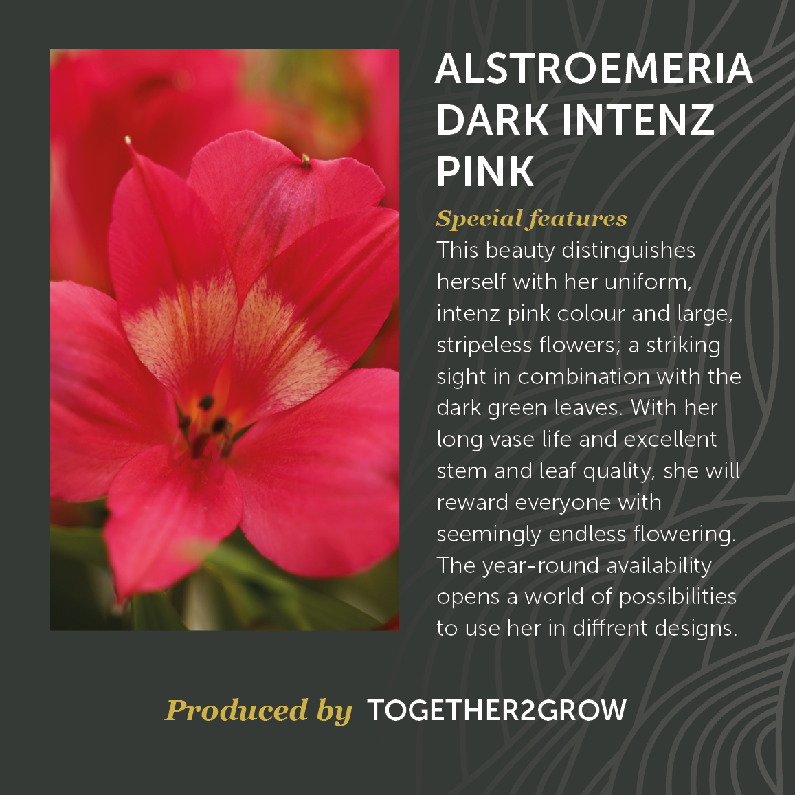 Alstroemeria Dark Intenz Pink