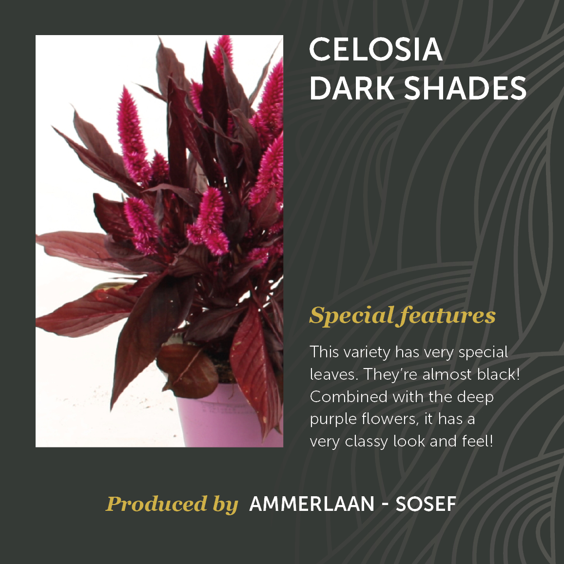 Celosia Dark Shades