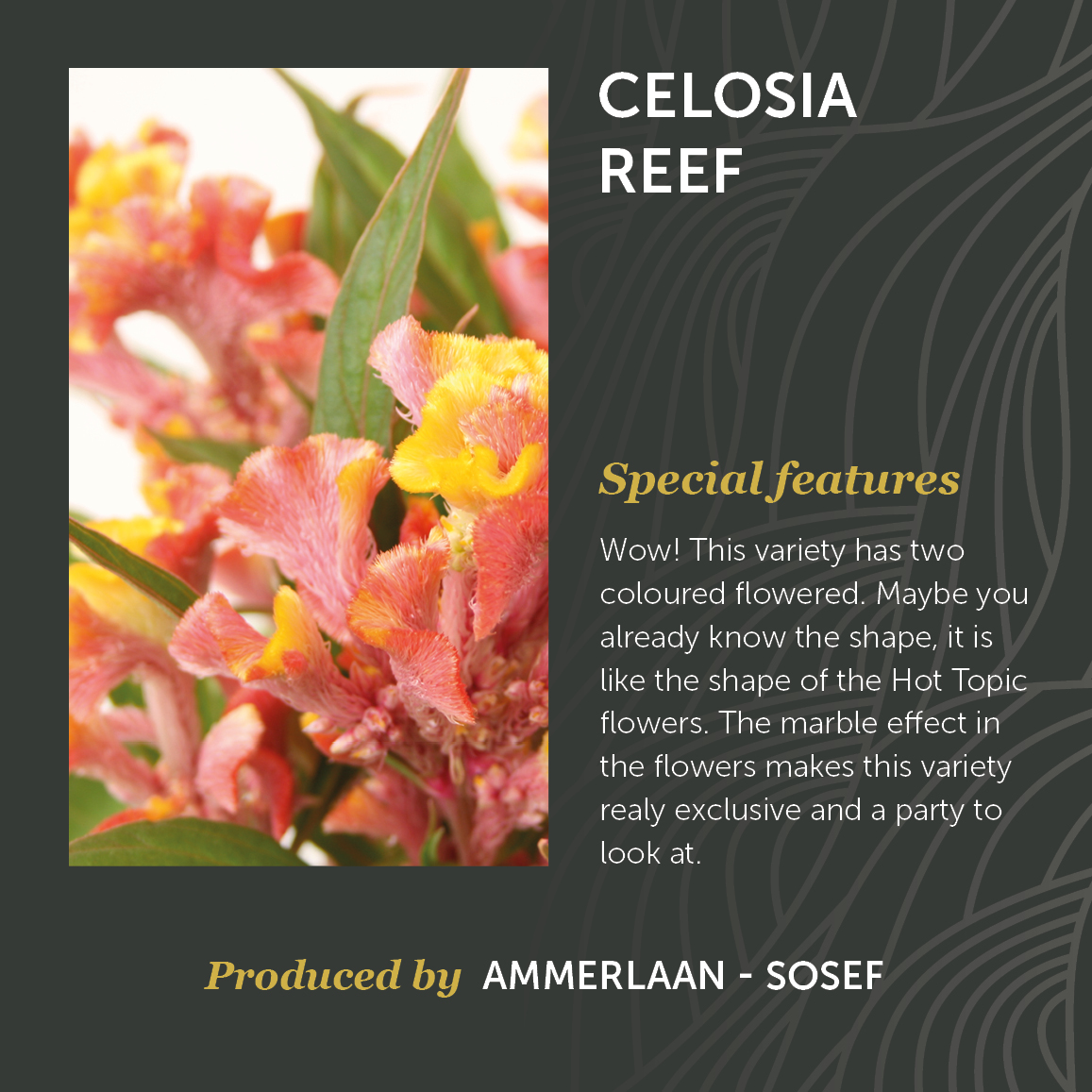 Celosia Reef