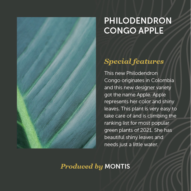 Philodendron Congo Apple