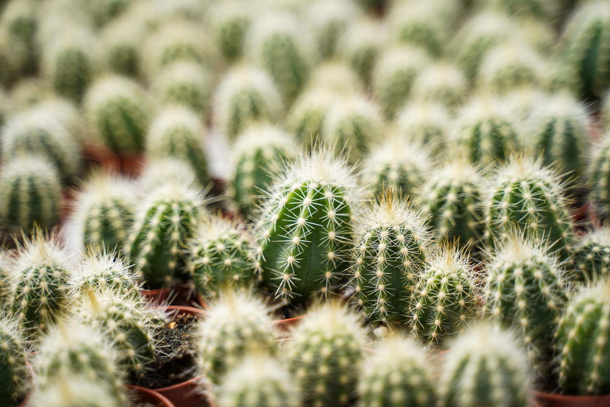 Cactus Decorum