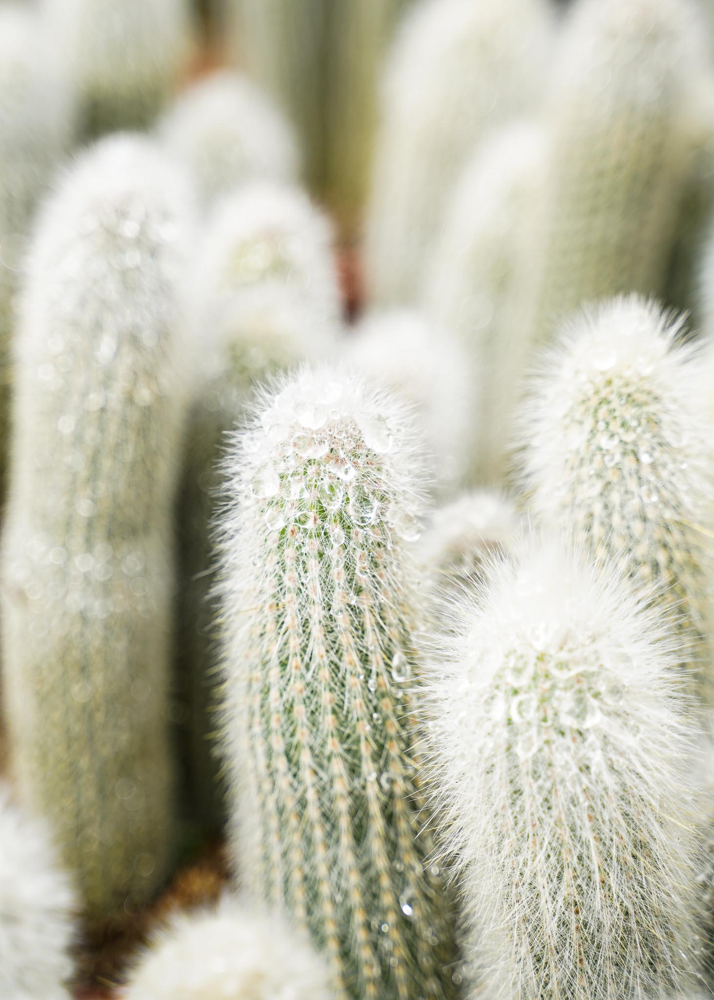 Cactus Decorum