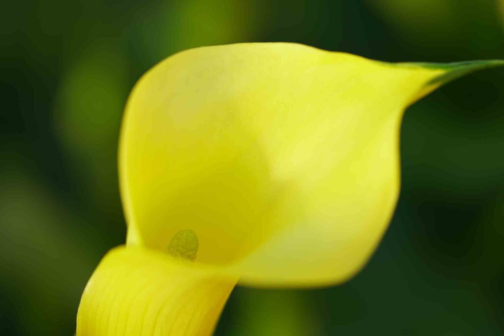 Calla Decorum Future Flowers 