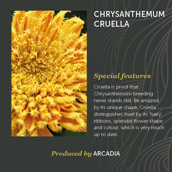 Chrysanthemum Cruella