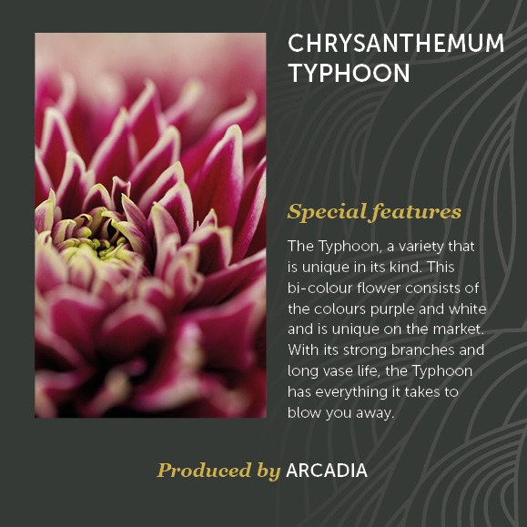 Chrysanthemum Typhoon Decorum Arcadia