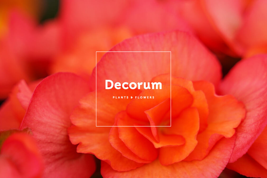 Decorum Spring Fair