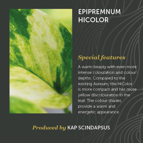 Epipremnum Hicolor Decorum Kap Scindapsus