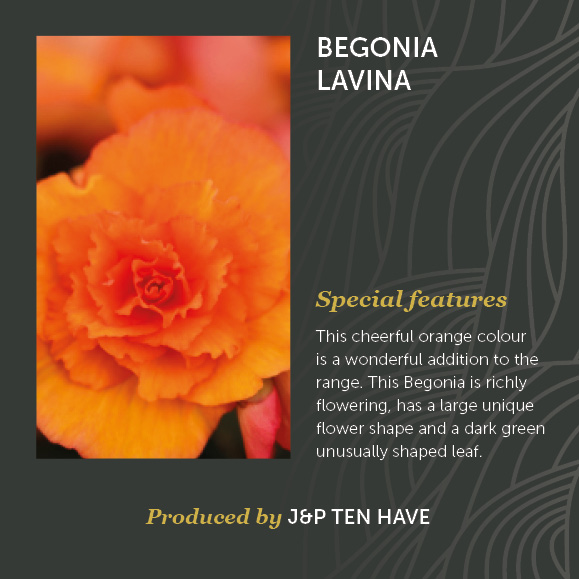 Begonia Lavina Decorum J&P ten Have