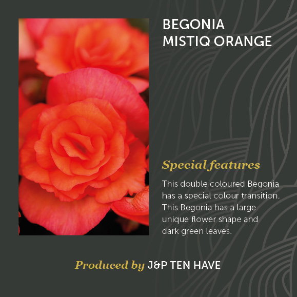Begonia Mystiq Orange Decorum J&P ten Have
