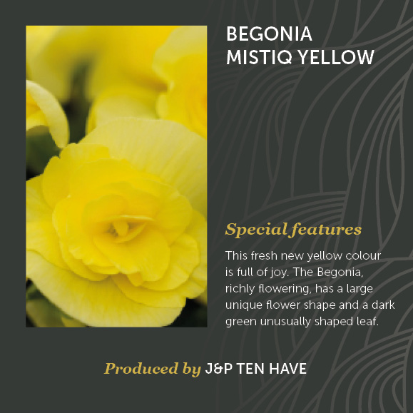 Begonia Mistiq Yellow Decorum J&P ten Have
